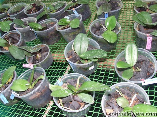 Phalaenopsis small plants